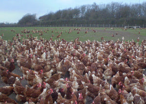 enormous flock of chickens in an english field