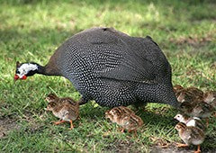 Guinea fowl hen and keets