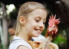 child with adopted battery hen