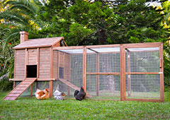 penthouse backyard chicken coop with some cute chubby chickens