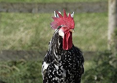 Ancona rooster chicken in backyard