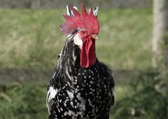 Ancona chicken rooster in backyard