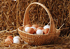 Brown and white eggs in basket in hay