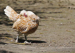 chicken scratching and preening due to lice or mites