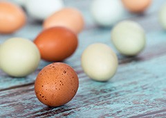 keeping an eye on your chicken's egg shells can tell you if they are healthy