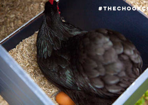 australorp chicken in nesting box of coop with egg