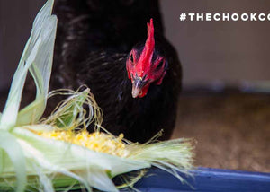 audrey the australorp in her chicken coop eating corn cob treat