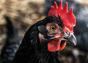 australorp chicken breed features