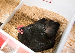 australorp-chicken-laying-eggs