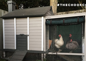 australorp chickens in predator secure coop