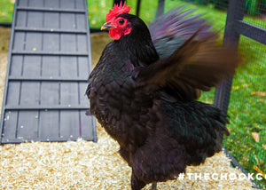 australorp in chicken coop run with fresh hemp bedding