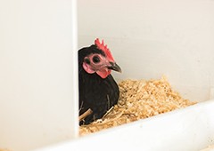 australorp-in-nesting-box