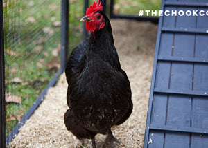 australorp pest repellent hemp bedding chicken coop run