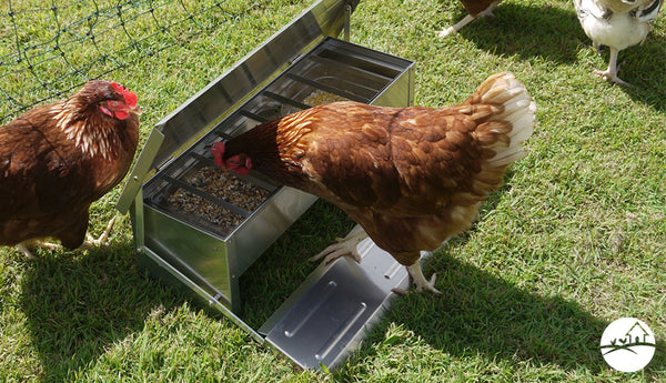 The Top 5 Chicken Feeders for your Chicken Coop or Chicken Run