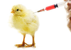 Baby chick being injected by poultry vet