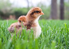 Baby chicks in backyard grass