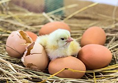 Baby chicken hatching