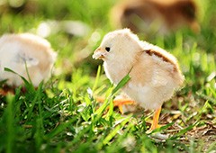 Baby chicken walking in backyard eating