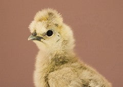 baby chick