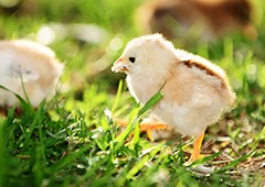 Baby chicks grow up healthy with starter chicken feed