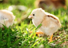 Baby chicken eating starter mash