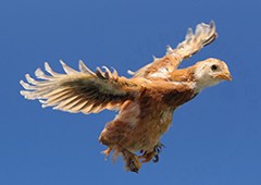 Even young chickens can be surprisingly capable at flying