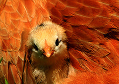 Baby chicken nestling in mother hen plumage