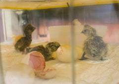 Baby chicks hatching in an incubator