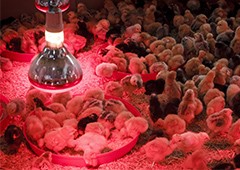 Baby chicks in red light brooder