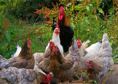 Backyard chicken flock with rooster