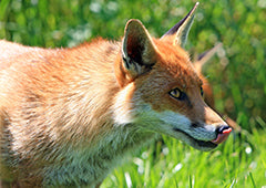 backyard chicken coop predator fox