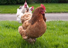 backyard-chicken-flock