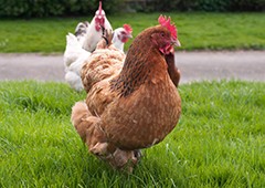 backyard chickens love to free range in the grass