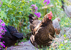 Backyard chickens free ranging in flower garden
