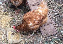 backyard chooks near taj mahal coop