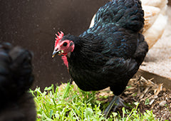 bantam eating seedlings and sprouts