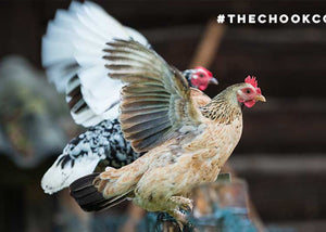 bantam chickens flapping wings