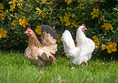 Bantam chickens foraging in backyard