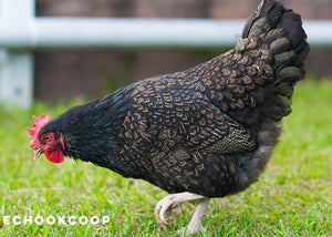 barnevelder chicken breed