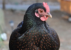 Barnevelder chicken close up