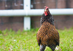 barnevelder chicken in backyard|Barnevelder chicken in backyard|Barnevelder chicken free range in backyard