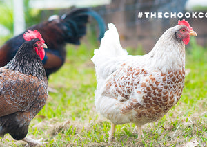 barnevelder chickens at chook breeder property