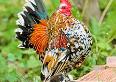 mille-fleur-belgian-duccle-rooster