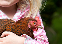 Best chicken breeds for kids