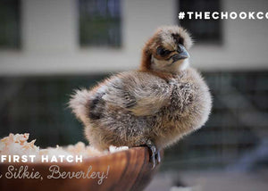 Silkie chick hatched from incubated eggs