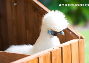 Silkie chicken in mansion coop nesting box