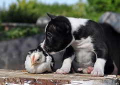 Black and white puppy dog with baby chicken