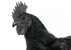 black chicken rooster