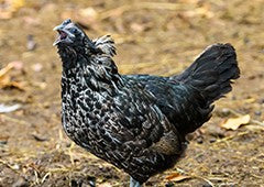 speckled-black-chicken-yelling