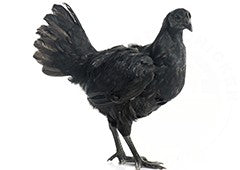 Black Chicken Breeds